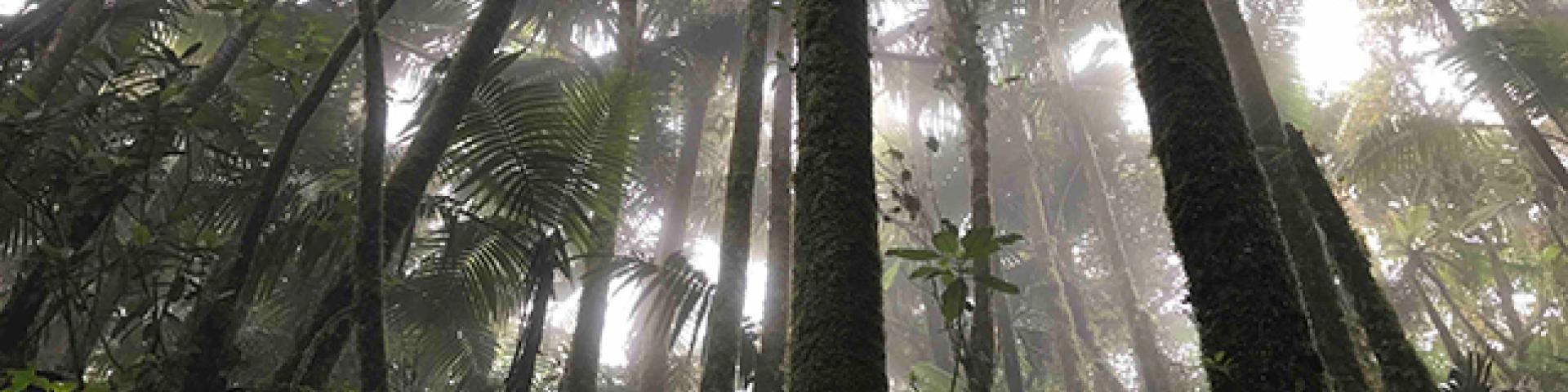 Resource Nexus in Agri Food and Forest Systems